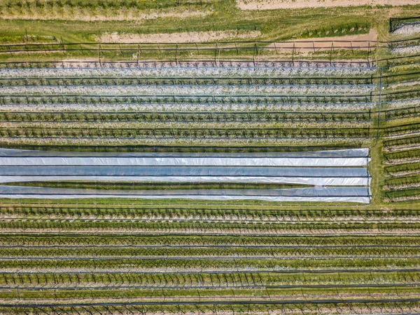 Aerial view of crop rows in Switzerland
