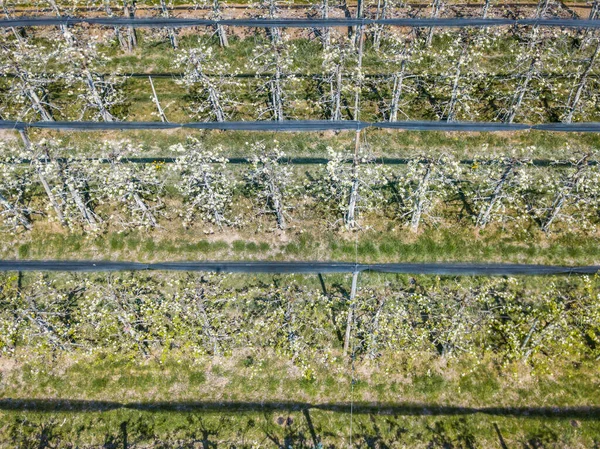 Aerial view of crop rows in Switzerland