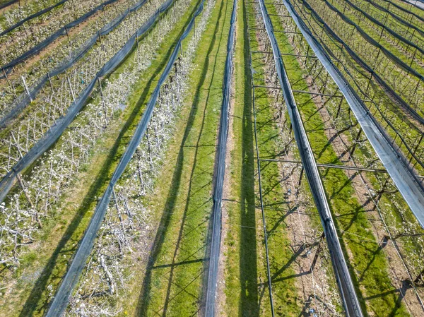 Aerial View Crop Rows Switzerland — Stock Photo, Image