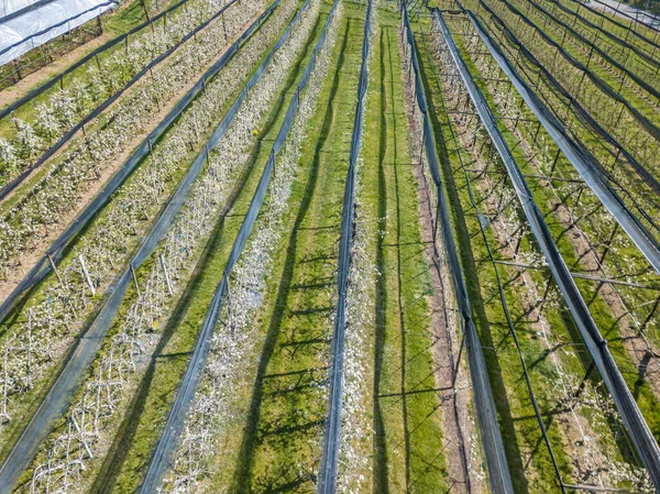 Aerial view of crop rows in Switzerland