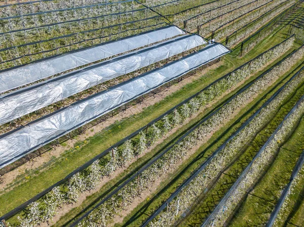 Aerial view of crop rows in Switzerland