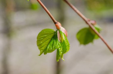 Mavi gökyüzünde bahar yeşili yapraklar. Doğa arka planı..