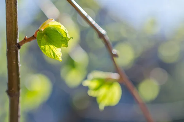蓝色滑雪板上的春绿叶子 自然背景 — 图库照片