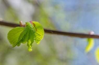 Mavi gökyüzünde bahar yeşili yapraklar. Doğa arka planı..