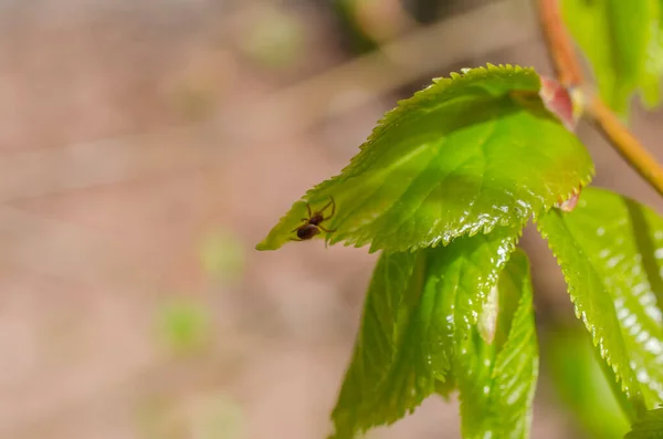 春季绿叶和杀虫剂 自然背景 — 图库照片