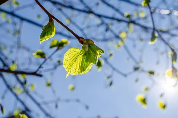 蓝色滑雪板上的春绿叶子 自然背景 — 图库照片