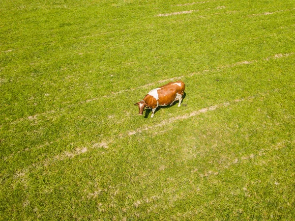 Αεροφωτογραφία Αγελάδας Πράσινο Λιβάδι Έννοια Της Κτηνοτροφίας — Φωτογραφία Αρχείου