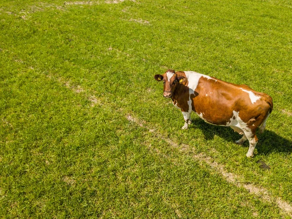Aerial view of cow  on green pasture. Concept of animal cattle farming.