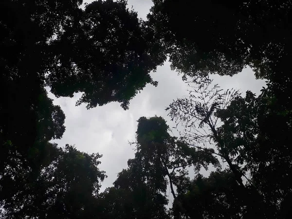 Baum in den Himmel — Stockfoto