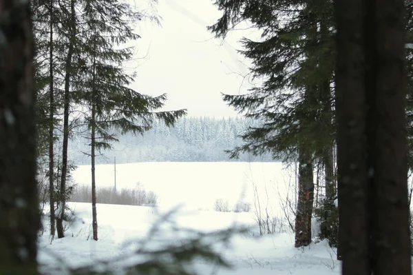 Champ forestier horizon de neige. Beau paysage rural . — Photo