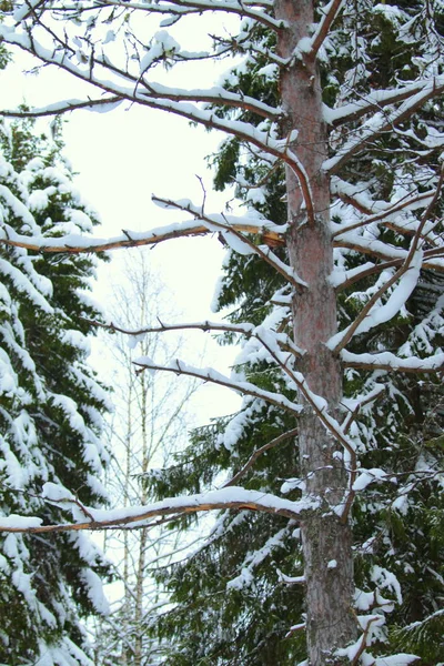 Inverno de floresta de neve para design de celebração . — Fotografia de Stock