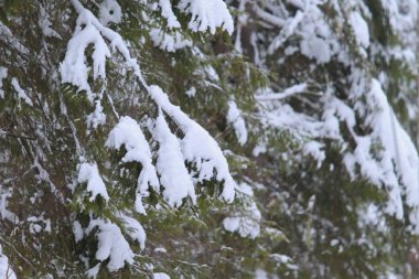 Kutlama tasarımı için kar ormanı kışı.