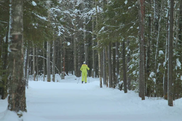 Skier forêt d'hiver. Paysage naturel . — Photo