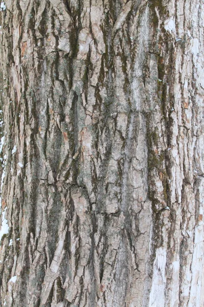 Eski gri ahşap kabuk dokusu. Ağaç gövdesi. — Stok fotoğraf