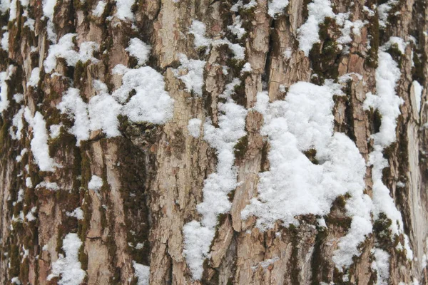 古い灰色の割れた木の樹皮の質感。木の幹. — ストック写真