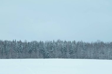 Orman tarlası kar ufku. Güzel kırsal alan.