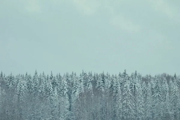 Waldfeld Schneehorizont. schöne Landschaft. — Stockfoto