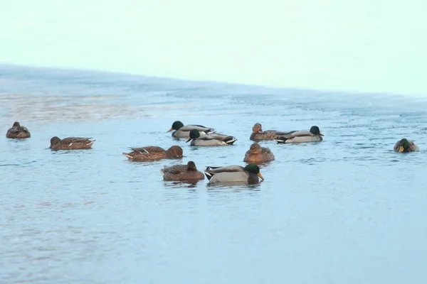 Un groupe de colverts et de canards drake nagent dans l'eau en hiver — Photo