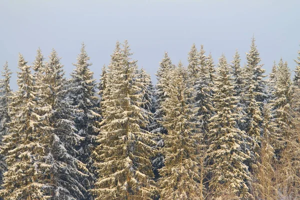 Winter schneebedeckter Wald auf grauem bewölkten Himmel Hintergrund — Stockfoto