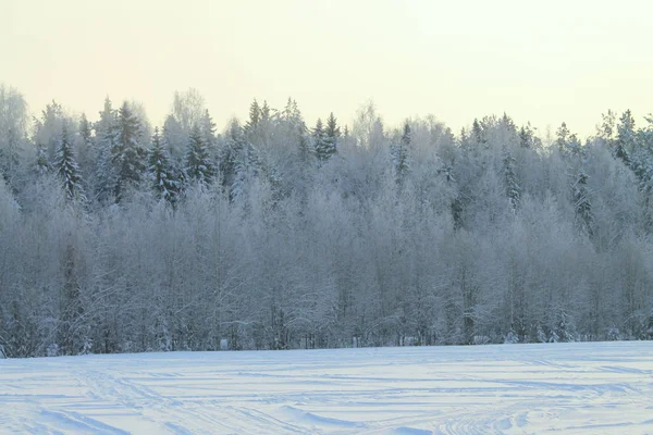 Winter schneebedeckter Wald auf grauem bewölkten Himmel Hintergrund — Stockfoto