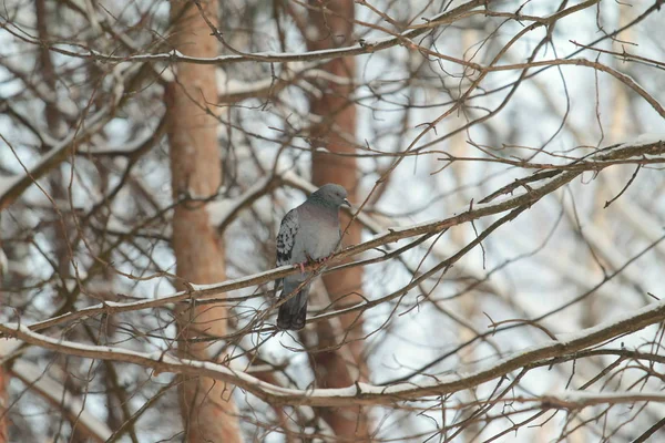 Stadttauben sitzen auf einem Kiefernzweig. urbane Tierwelt. schönes Tier — Stockfoto