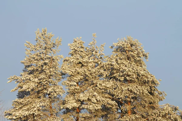 青空を背景に雪に覆われた企業 — ストック写真