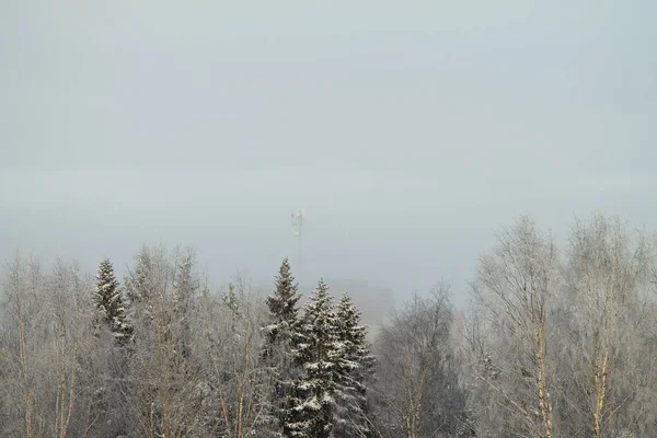 Inverno foresta innevata su sfondo grigio cielo nuvoloso — Foto Stock