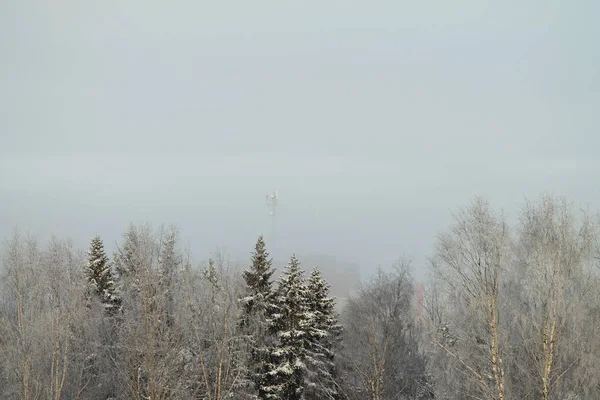 Winter snowy forest on gray cloudy sky background — 스톡 사진