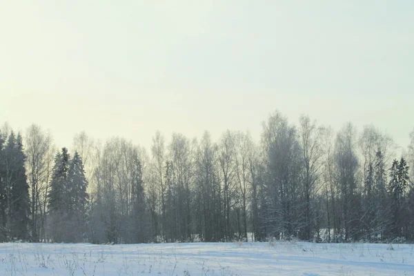 Vinter snöig skog på grå molnig himmel bakgrund — Stockfoto