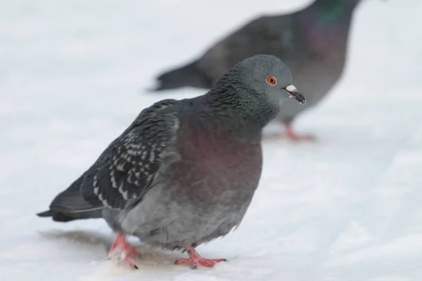 Stadttauben spazieren im Schnee. urbane Tierwelt. schönes Tier — Stockfoto