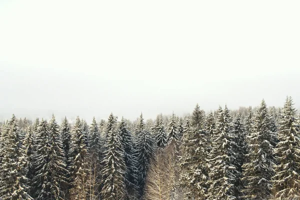 Winter snowy forest on gray cloudy sky background — Stock Photo, Image