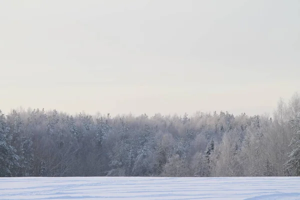 Winter schneebedeckter Wald auf grauem bewölkten Himmel Hintergrund — Stockfoto