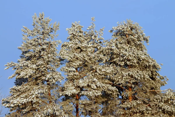 青空を背景に雪に覆われた企業 — ストック写真