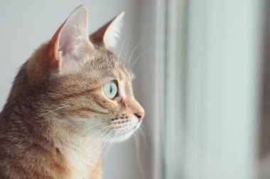 Pencerenin yanında oturan sevimli tüylü kahverengi beyaz kedi.