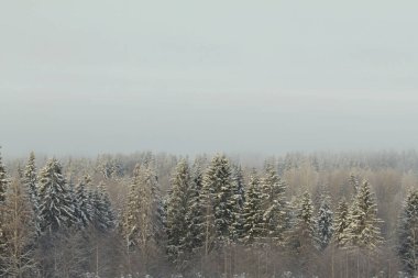 Gri bulutlu arka planda kar ormanları 