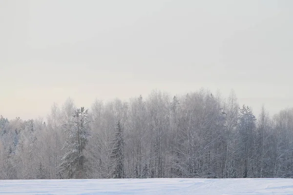 Winter schneebedeckter Wald auf grauem bewölkten Himmel Hintergrund — Stockfoto