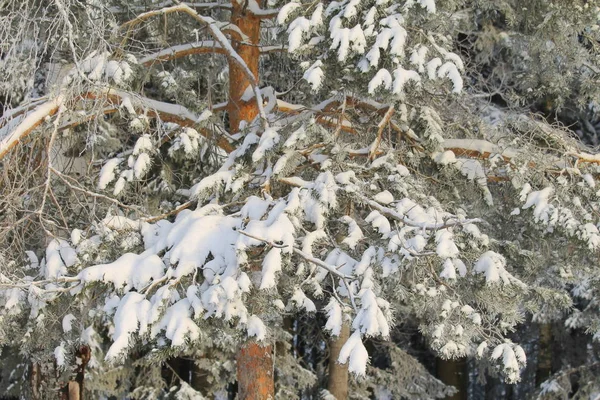 青空を背景に太陽に照らされた雪に覆われた木々. — ストック写真