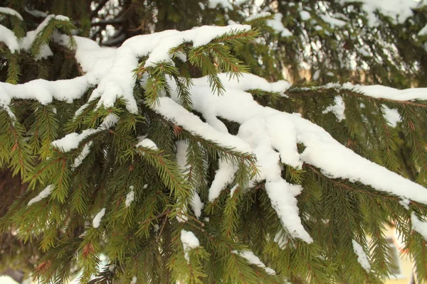 Ramos de coníferas cobertos de neve em ambiente urbano . — Fotografia de Stock