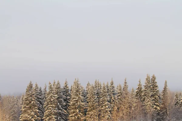 Χειμερινό χιονισμένο δάσος σε γκρι συννεφιασμένο ουρανό φόντο — Φωτογραφία Αρχείου