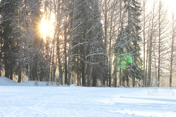 Le soleil illumine les arbres enneigés, ambiance hivernale magique — Photo