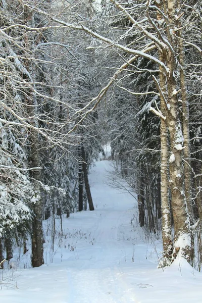 Callejón desierto cubierto de nieve con árboles, lugar para descansar y paseos — Foto de Stock