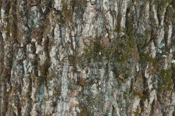 Vieille texture d'écorce de bois fissurée grise. Tronc d'arbre. — Photo