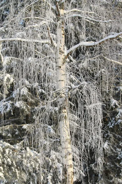Śnieg pokryte drzewa podświetlone słońcem na tle niebieskiego nieba. — Zdjęcie stockowe