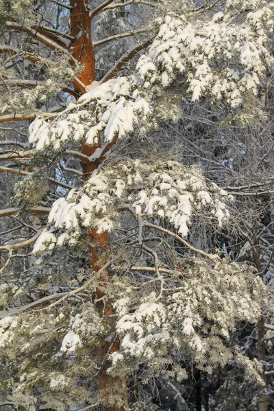 Schneebedeckte Bäume im Gegenlicht der Sonne auf blauem Himmel Hintergrund. — Stockfoto