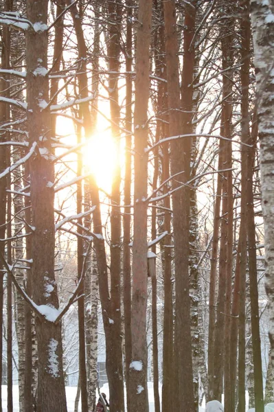 Die Sonne beleuchtet verschneite Bäume, zauberhafte Winterstimmung — Stockfoto