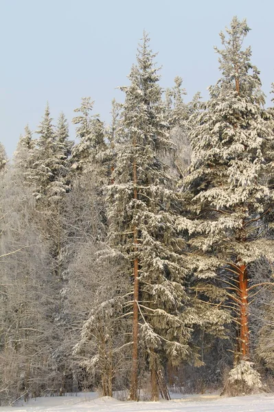 Snow covered trees backlit by sun on blue sky background. — Stock Photo, Image