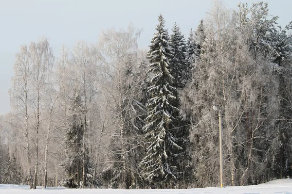 Inverno floresta nevada no fundo cinza céu nublado — Fotografia de Stock