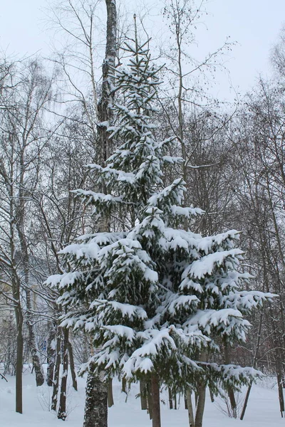 Inverno árvore nevada no fundo cinza céu nublado — Fotografia de Stock