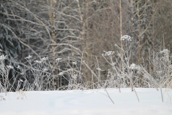 Fleurs sauvages couvertes de givre sur fond d'arbres sombres . — Photo