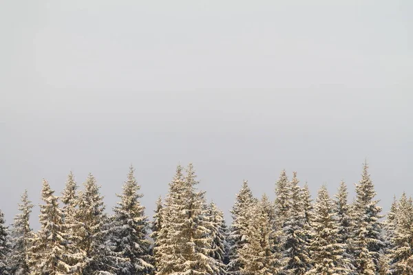 Winter schneebedeckter Wald auf grauem bewölkten Himmel Hintergrund — Stockfoto